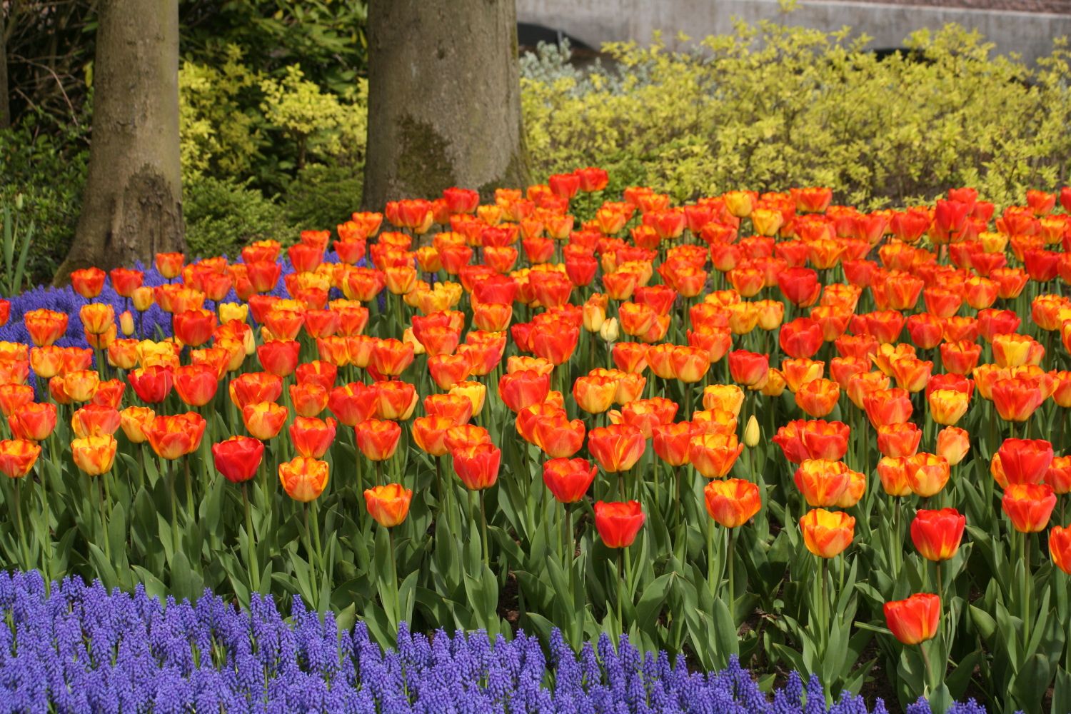 How to Plant Tulips - to Care Tulips