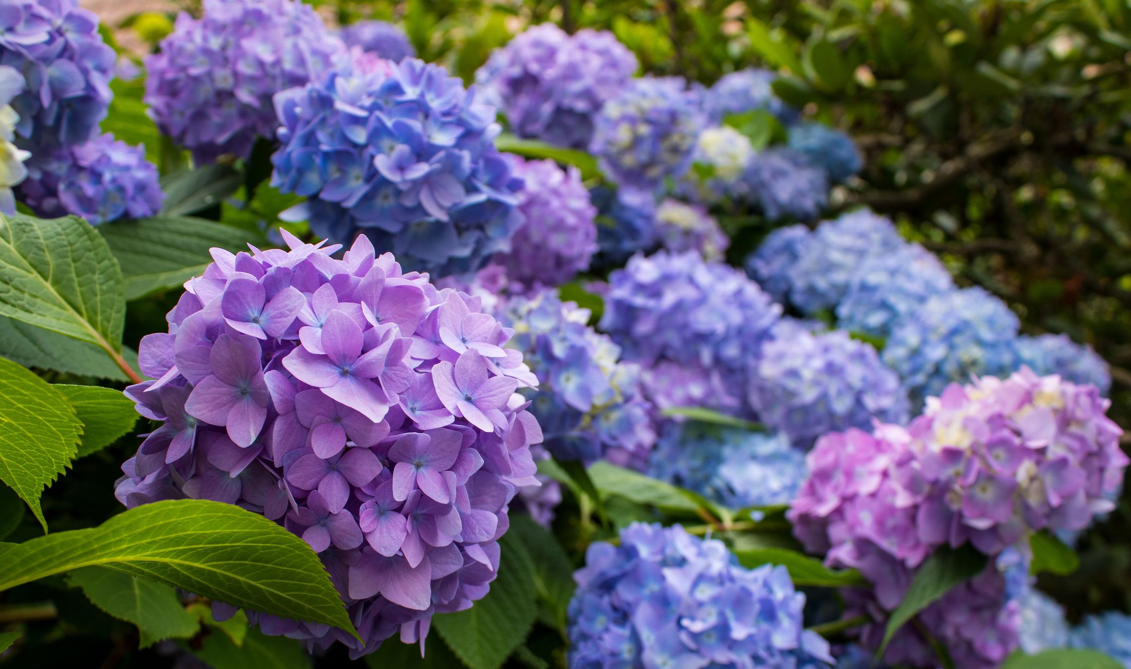 Image of Hydrangeas in a terrarium