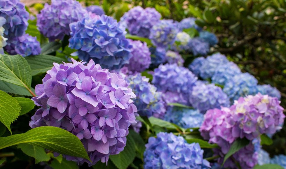 a group of purple flowers