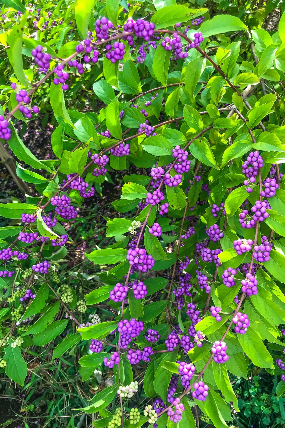 purple peautyberry with fall flowers