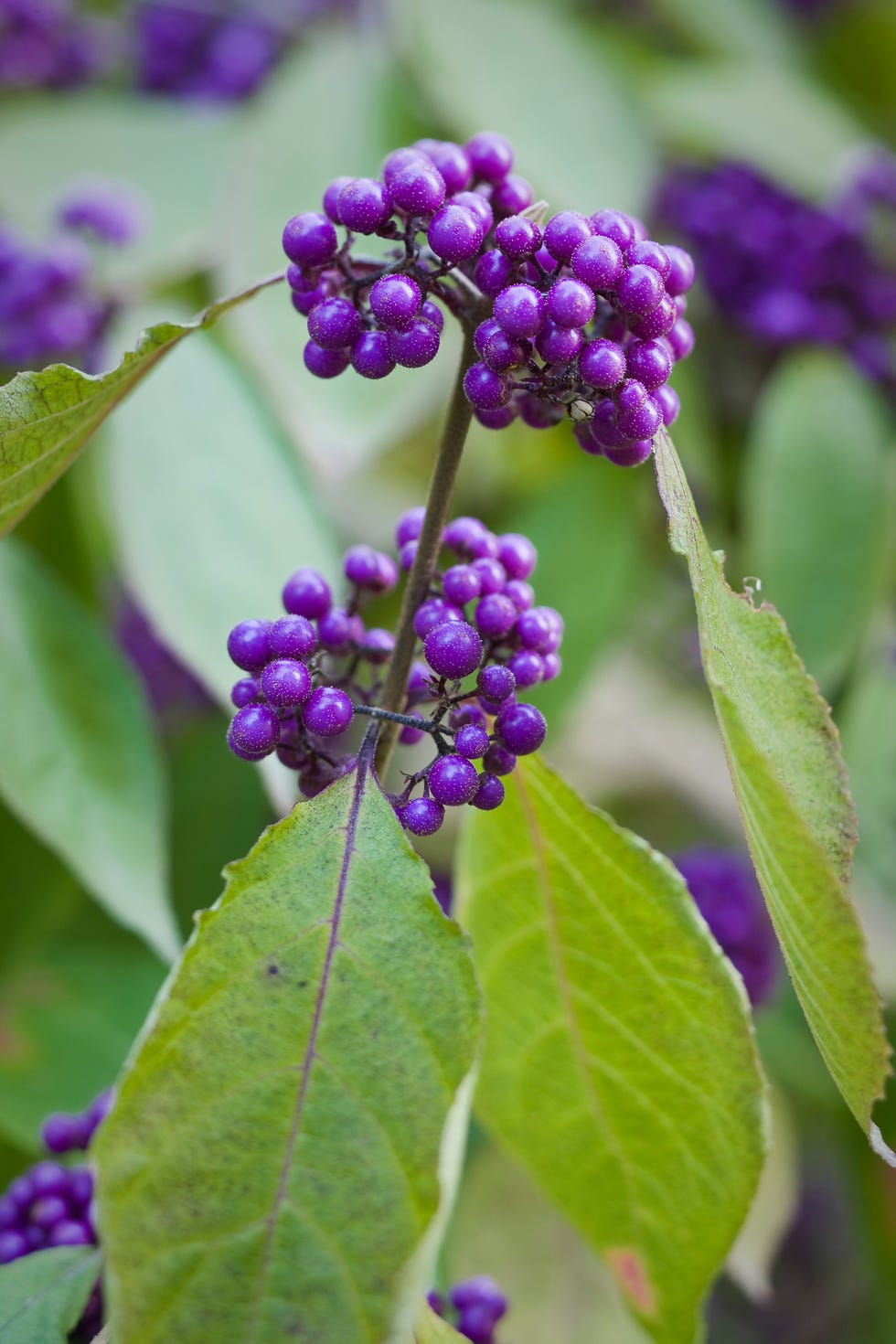 close up of a beautyberry flower