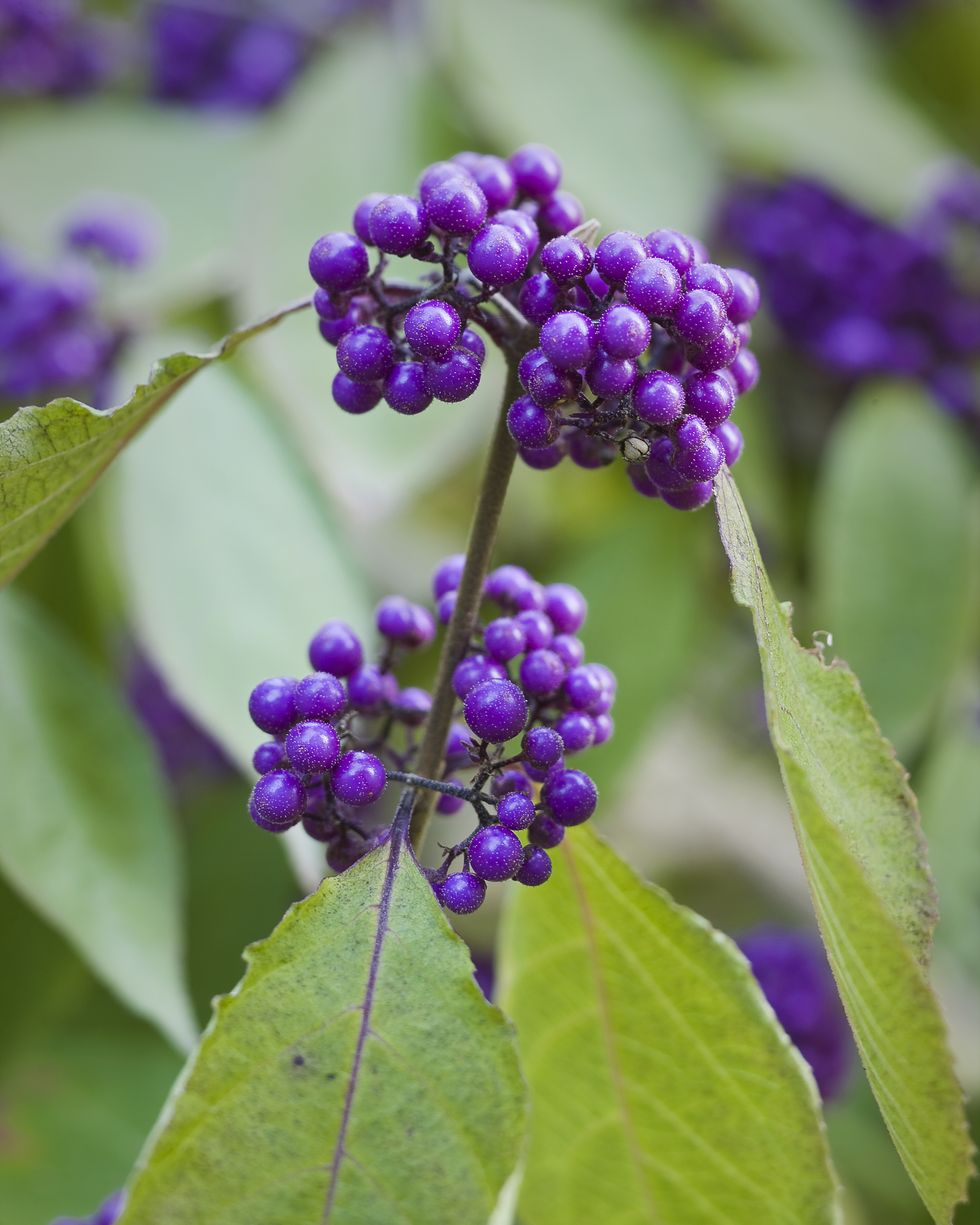 close up of a beautyberry flower