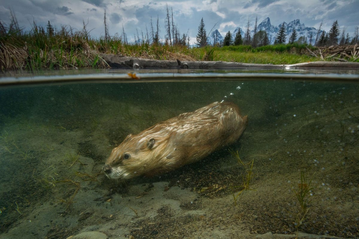 Een bever zwemt in de buurt van Schwabacher Landing in het Grand Teton National Park