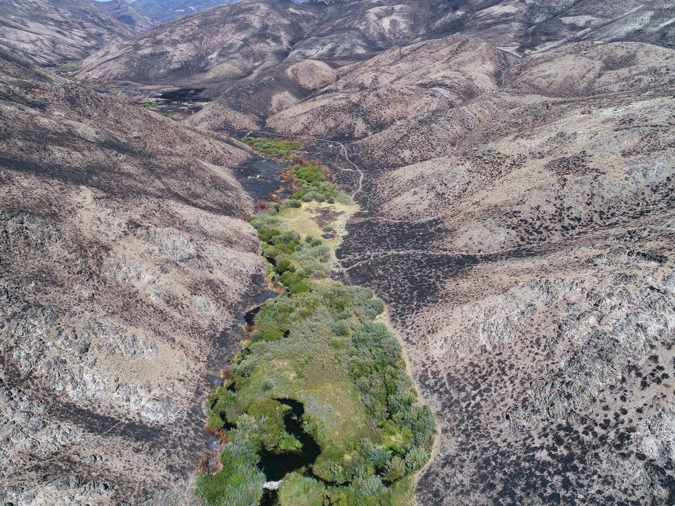 Dit door bevers afgedamde wetland in Baugh Creek Idaho is een smaragdgroen toevluchtsoord waarin andere soorten tijdens natuurbranden kunnen schuilen en overleven