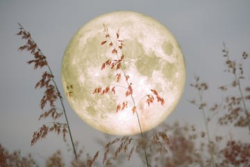 moon on sky and silhouette of red flowers against it