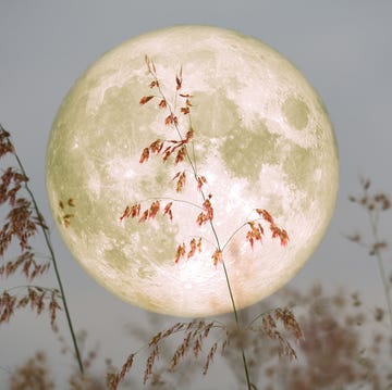 moon on sky and silhouette of red flowers against it moon on sky and silhouette of red flowers against it