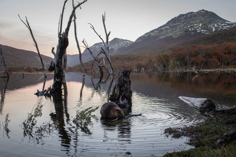 Terwijl de avond valt in de Argentijnse provincie Tierra del Fuego Vuurland knaagt een bever aan een tak naast een omgevallen boom De regio kampt met een overpopulatie van bevers die het bestaande ecosysteem ontwricht De dieren werden in de jaren veertig van de vorige eeuw vanuit Canada naar de regio gebracht
