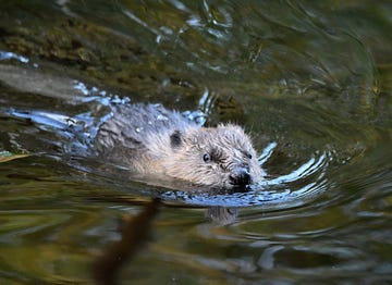 beaver on river tay scotland swimming