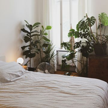 a bed with a window and plants