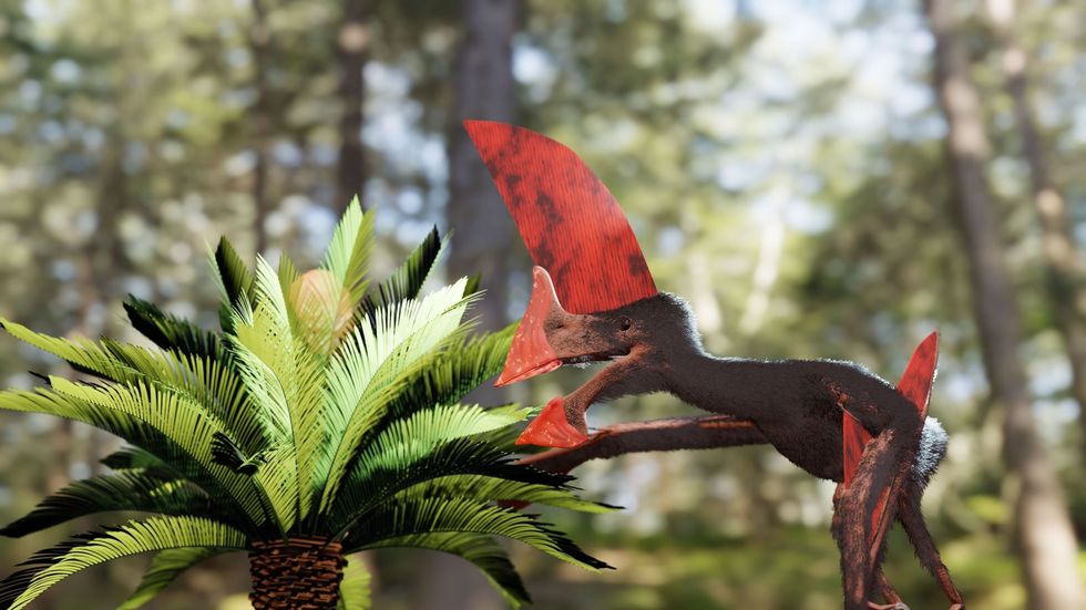Uit het nieuwe fossiel is duidelijk geworden dat deze pterosaurirsoort als gevolg van de enorme beenkam op zijn kop waarschijnlijk maar korte stukjes kon vliegen