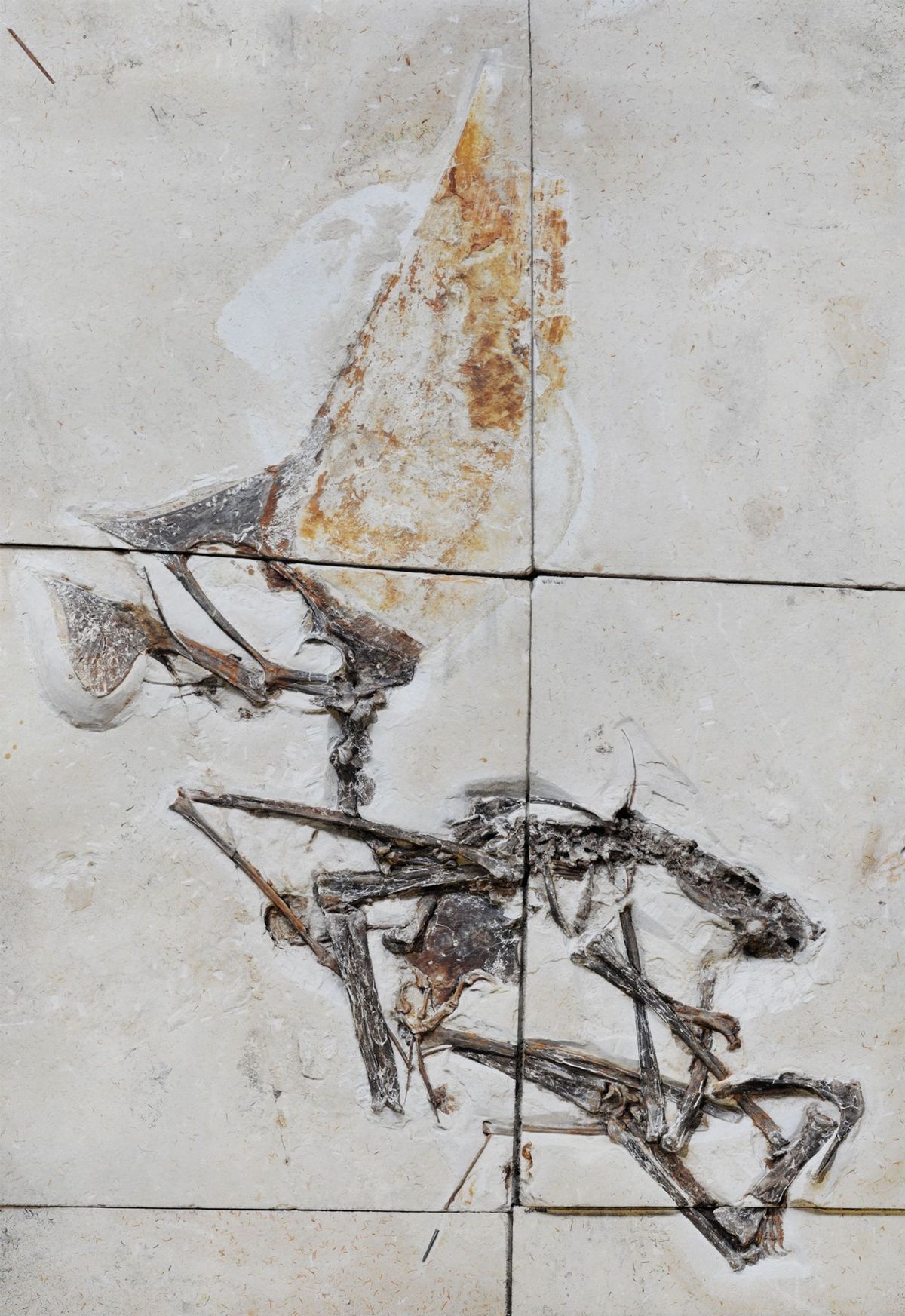 Ingebed in meerdere platen kalksteen is het onlangs beschreven fossiel het eerste vrijwel volledige skelet van een pterosaurirsoort Het werd voor het eerst in 2003 gedentificeerd