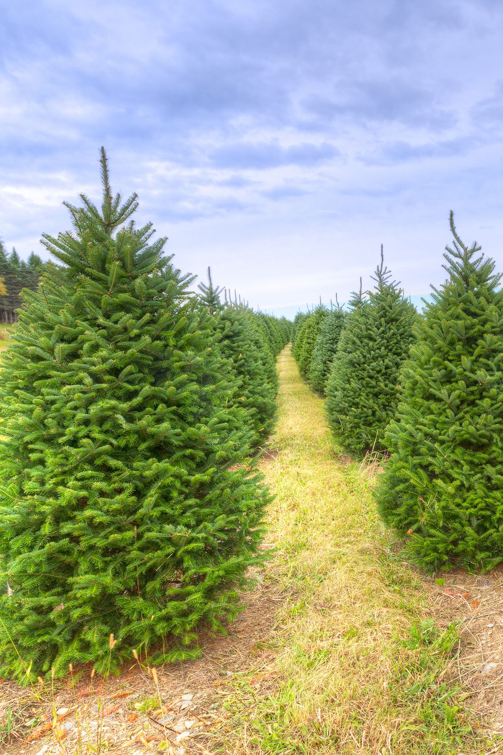 Becks Christmas Tree Farm 1540326835 ?crop=1xw 1xh;center,top&resize=980 *