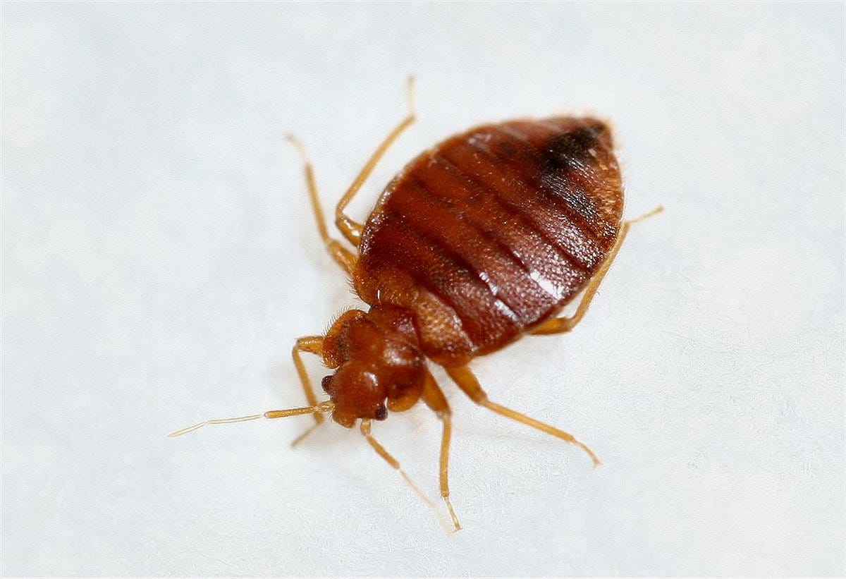 The 50 Top Bed Bug Cities In The United States