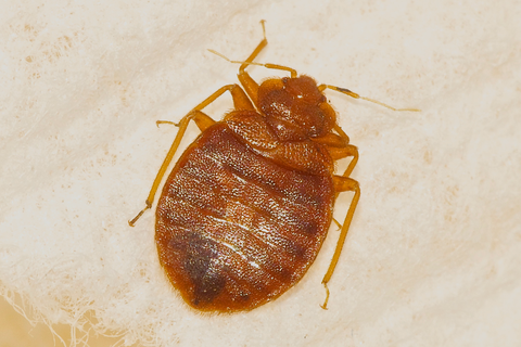 what does a bed bug look like