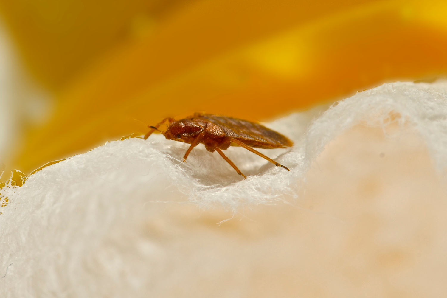 How To Get Rid Of Bed Bugs: Step-By-Step Plan From Entomologists