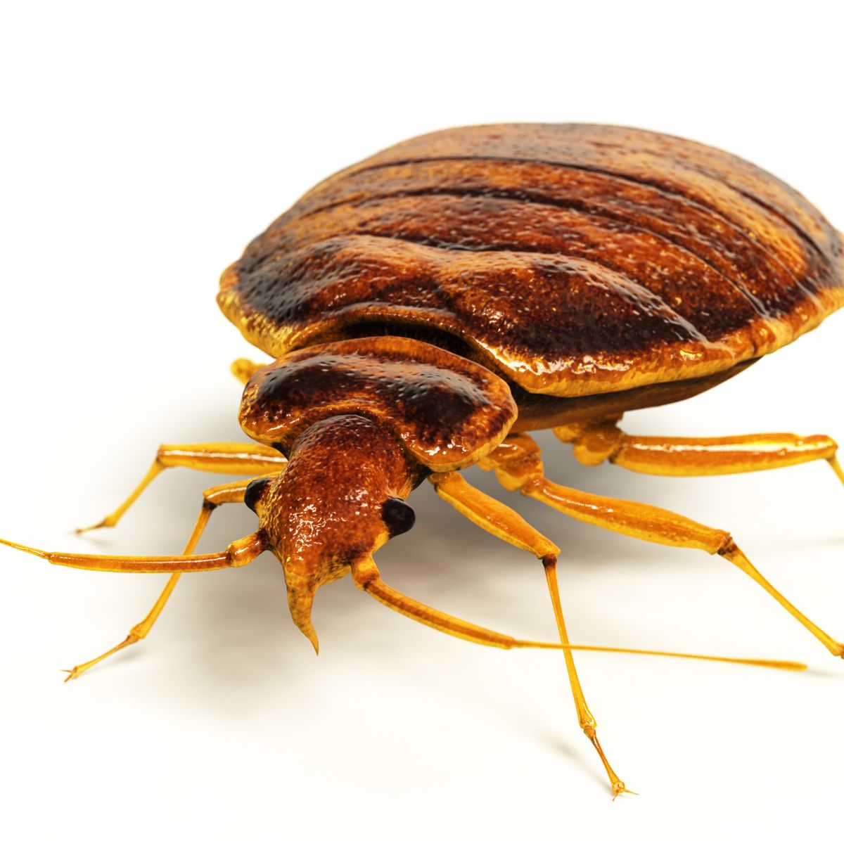 Bed Bug Exterminator Chicago Services