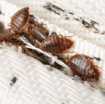 bedbugs colony on the matress cloth macro