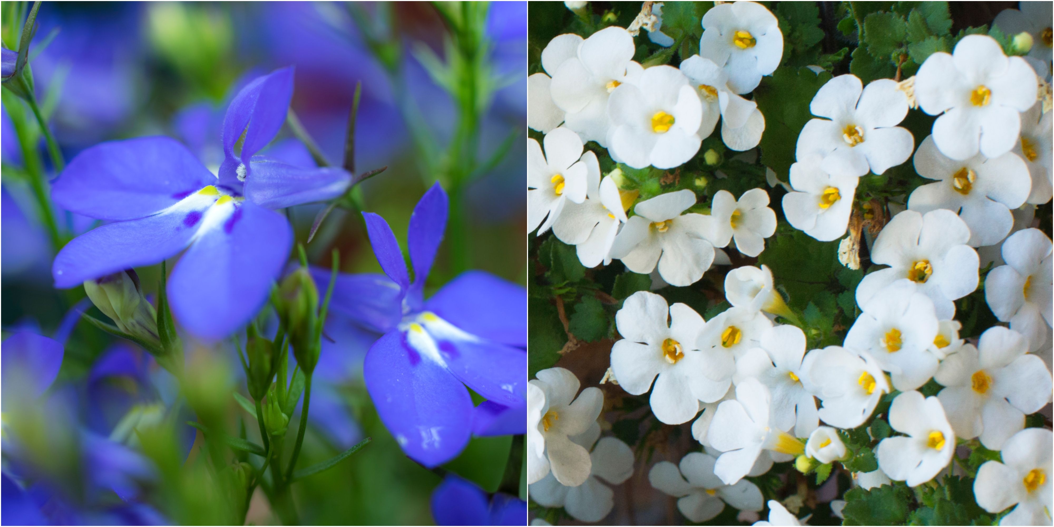 The 5 flower fields in Hampshire that are definitely made for