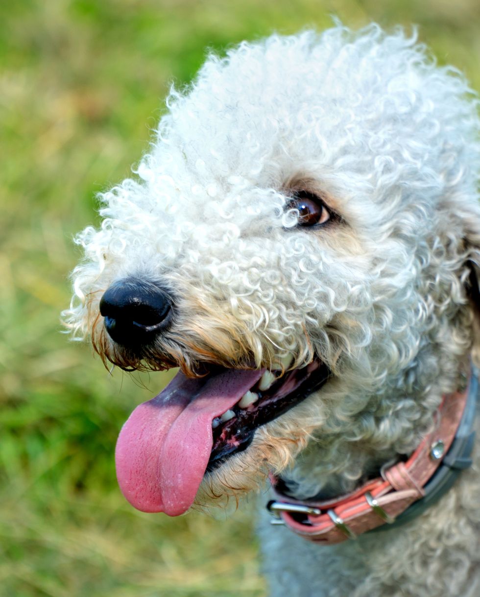 small dog breeds bedlington terrier