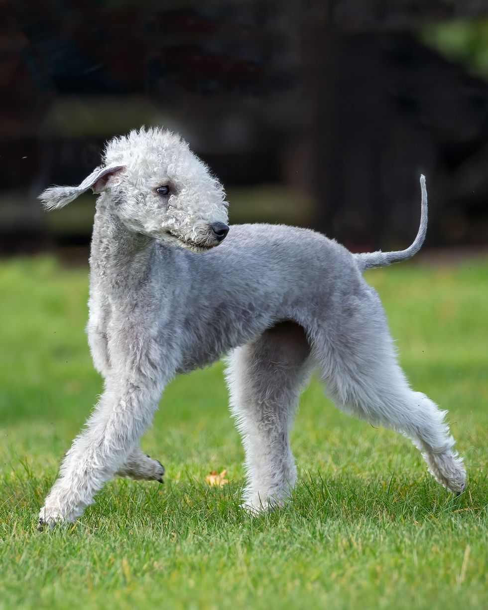 bedlington terrier moving on grass