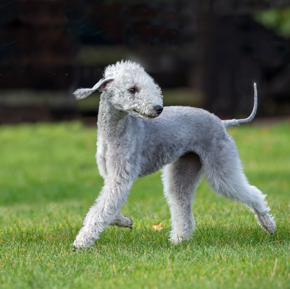 bedlington terrier moving on grass