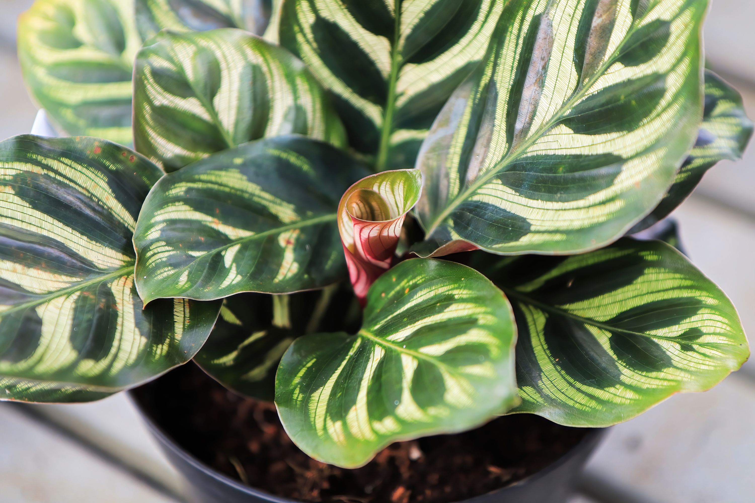 10 Bedroom Plants To Help With Better Sleep   Bedroom Plants Calathea 65b976a5a505f 