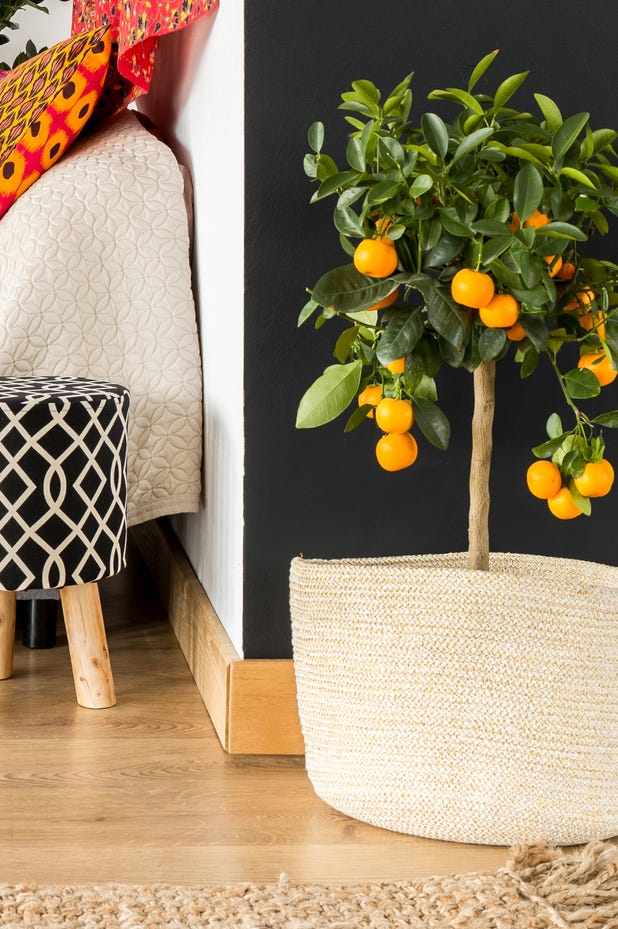 indoor trees, calamondin orange tree in bedroom