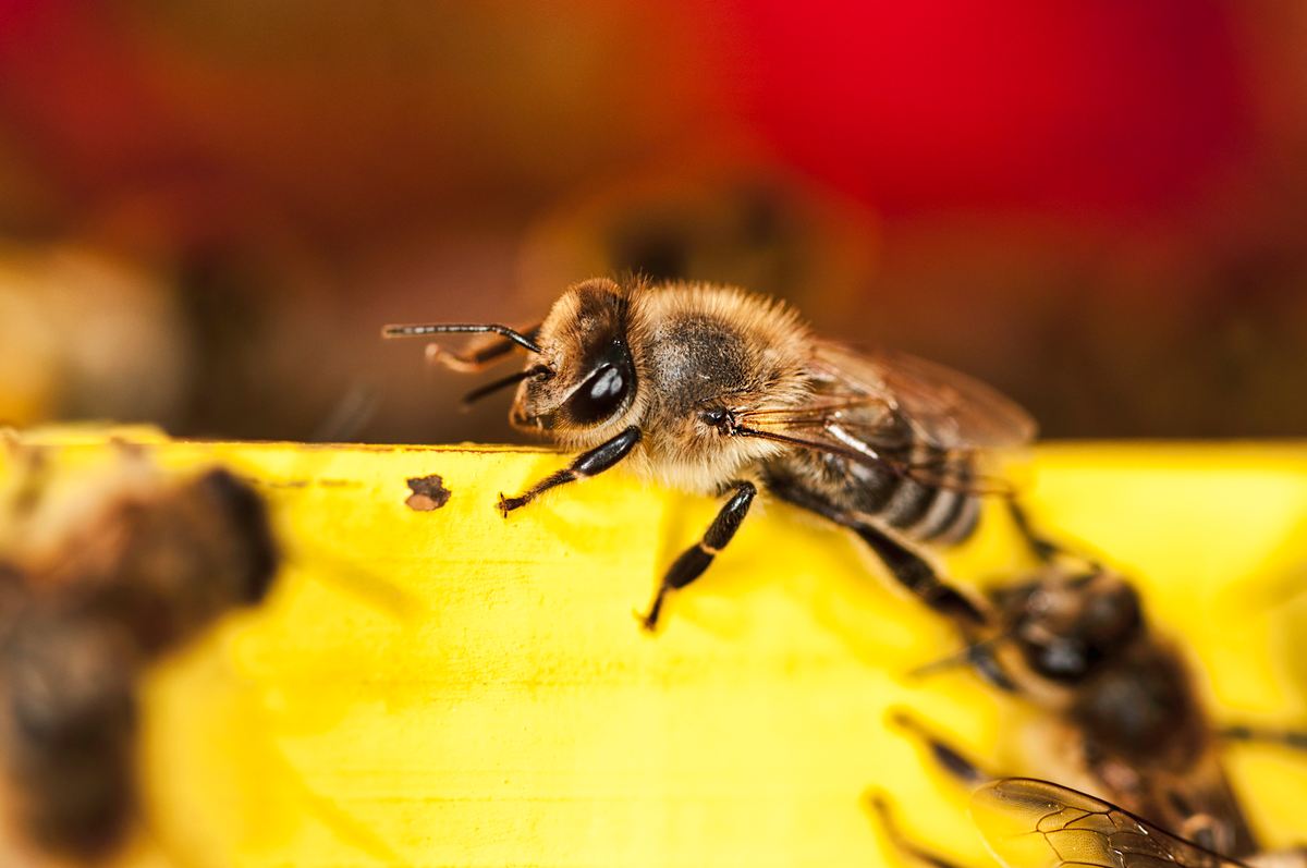 How to Tell if Your Bee Sting is Infected, According to a Doctor