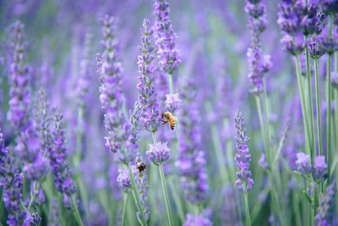 5+ Bee-Friendly Plants and Flowers for Your Garden - How to Save the Bees