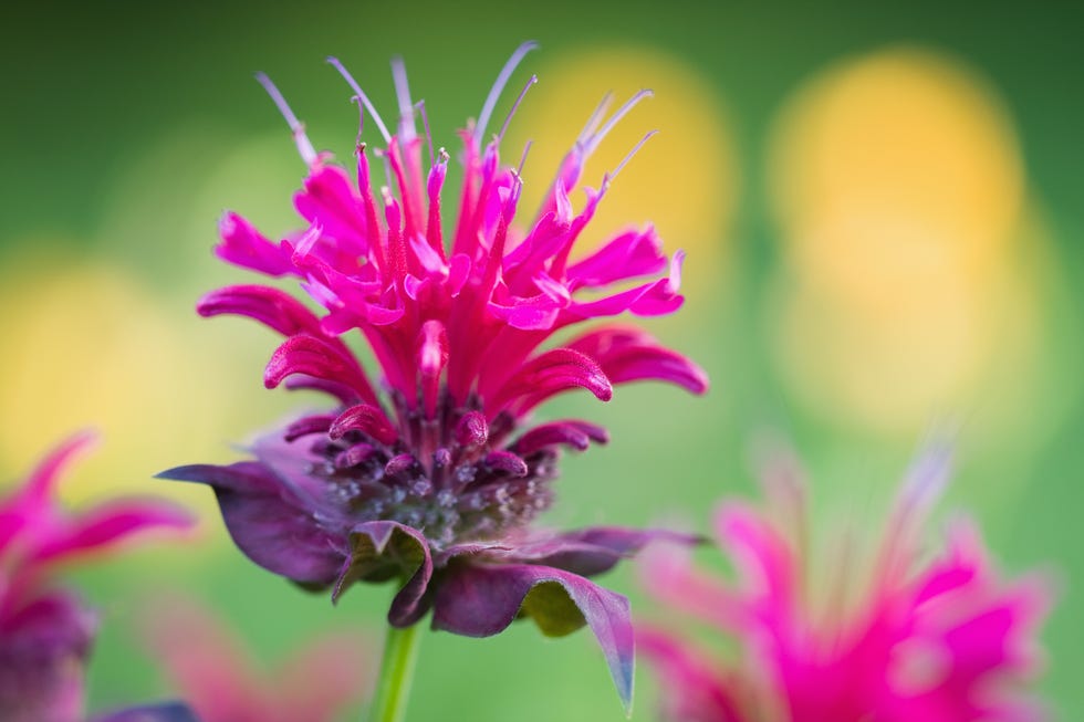 Bee balm blossom Bee balm blossom