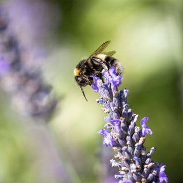 Lavender, Honeybee, Insect, Flower, Bee, Bumblebee, English lavender, Membrane-winged insect, Plant, Lavender, 
