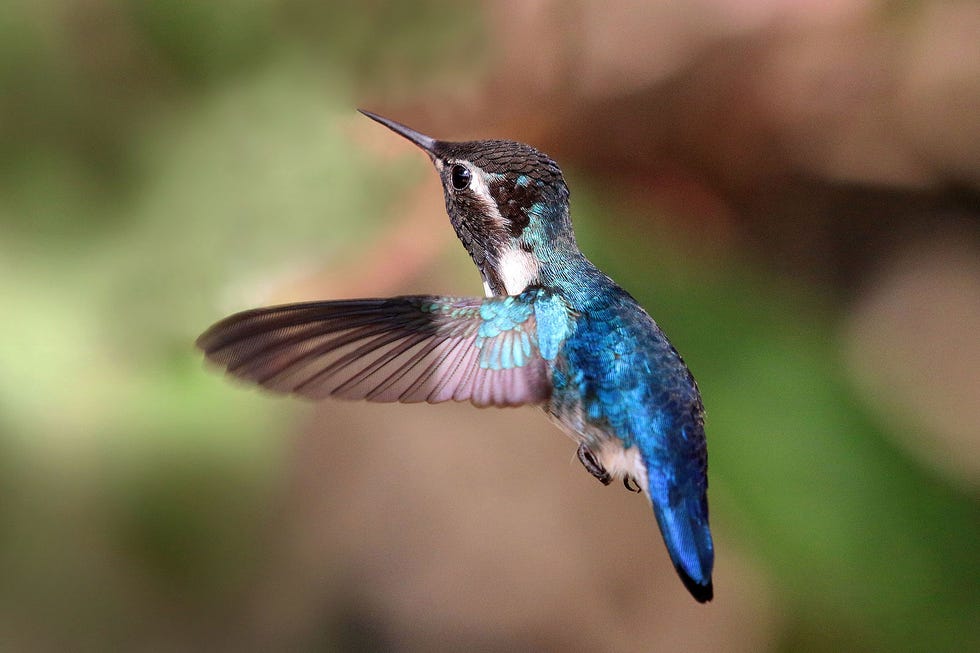 Bird, Hummingbird, Beak, Wildlife, Wing, Rufous Hummingbird, Coraciiformes, Plant, Ruby-throated hummingbird, Tail, 