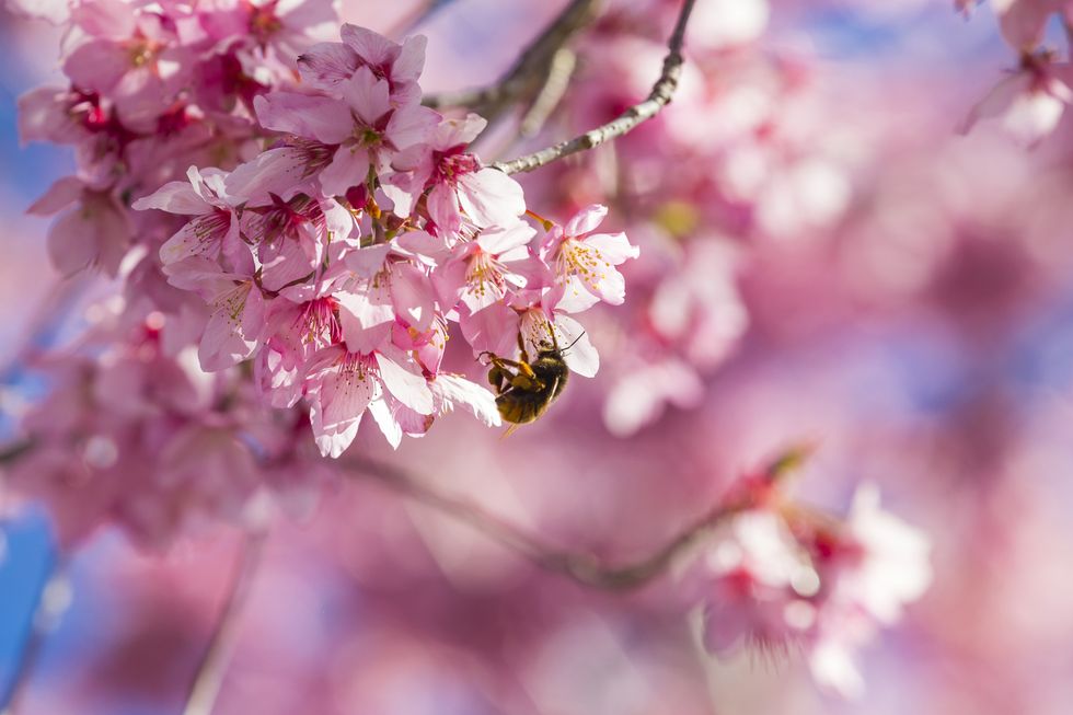 A bee in cherry blossom