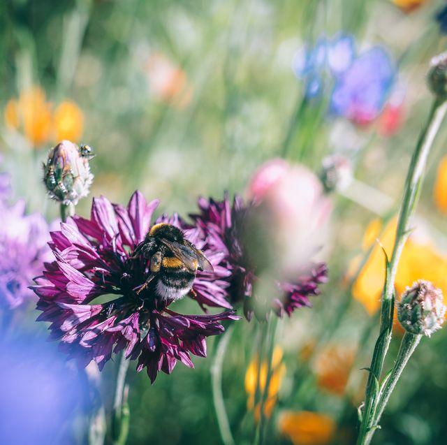 bee in wildflowers