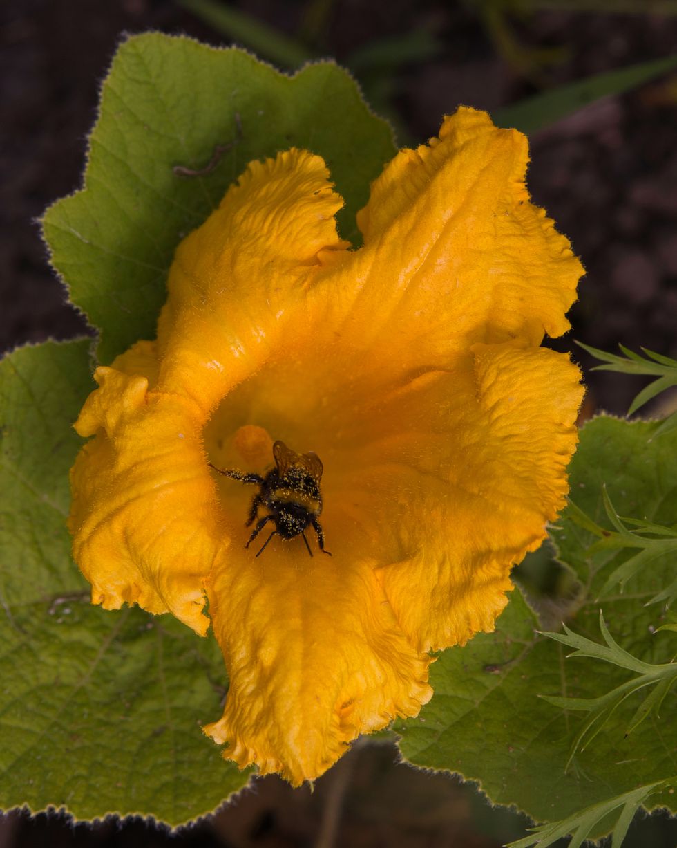 a bee on a yellow pumpkin flower