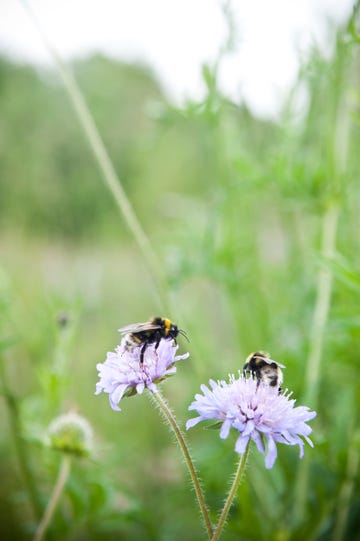 bees pollinating flowers in a meadow