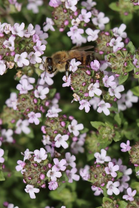 bee on thyme flowers