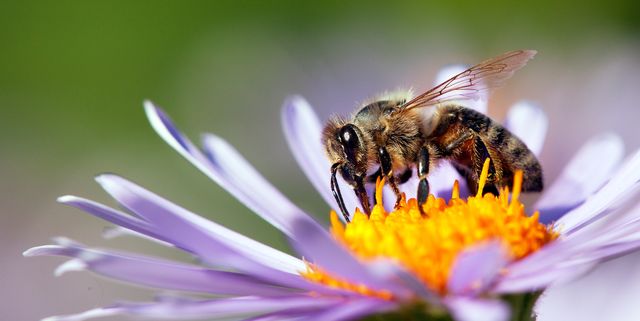 Bee Facts  Facts About Honey Bees 2019