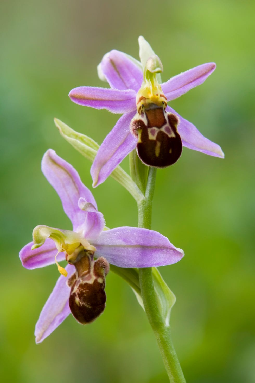 types of orchid bee orchid