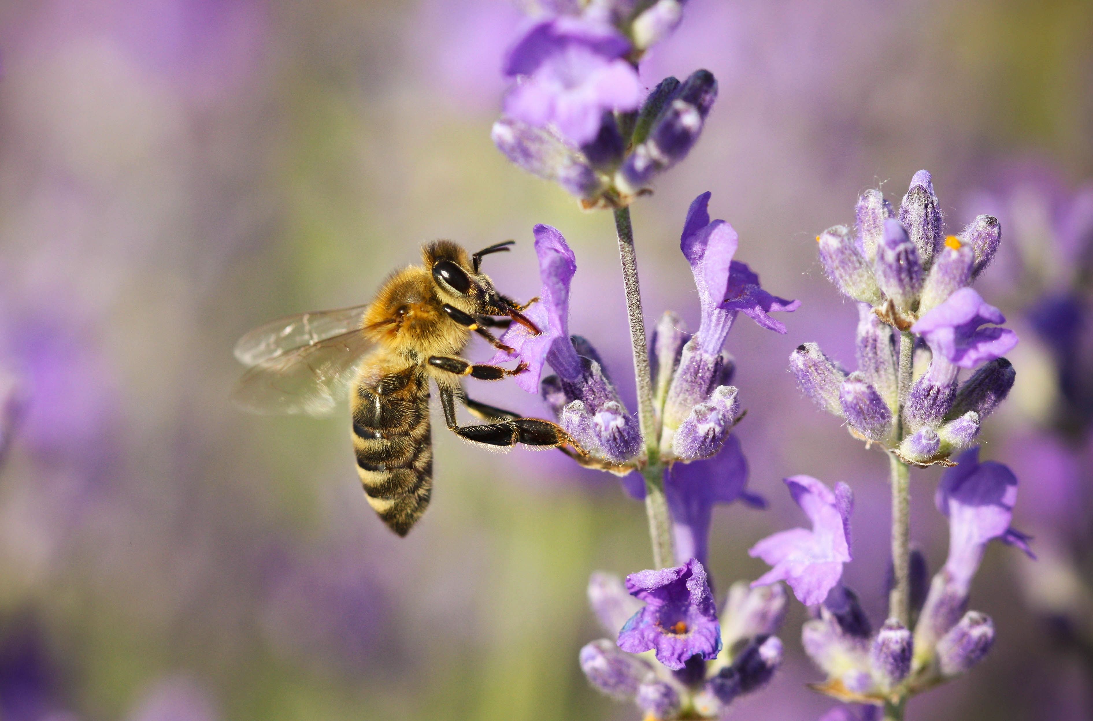 5 Bee Friendly Plants And Flowers For