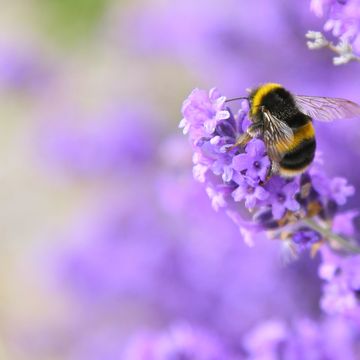 bee pollinating lavender