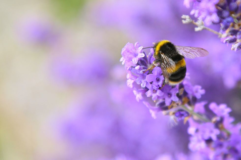 How to Grow English Lavender Plants That Look and Smell Divine