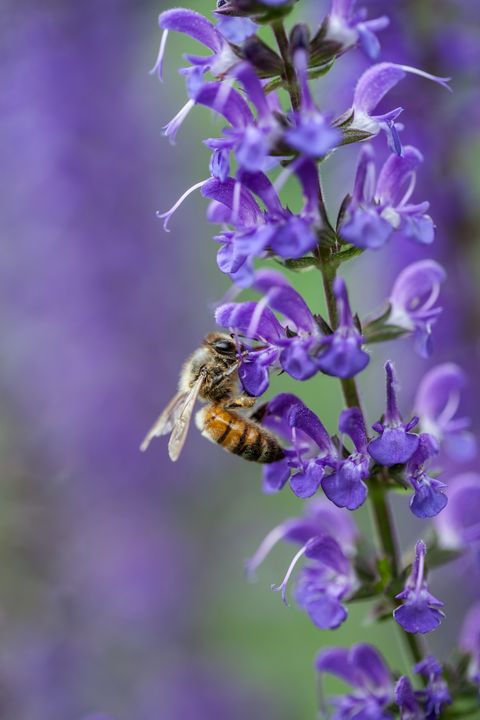 bee pollinating salvia plant
