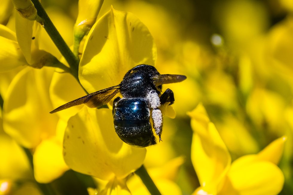 Bee pollinating Spanish broom (Spartium junceum) flowers