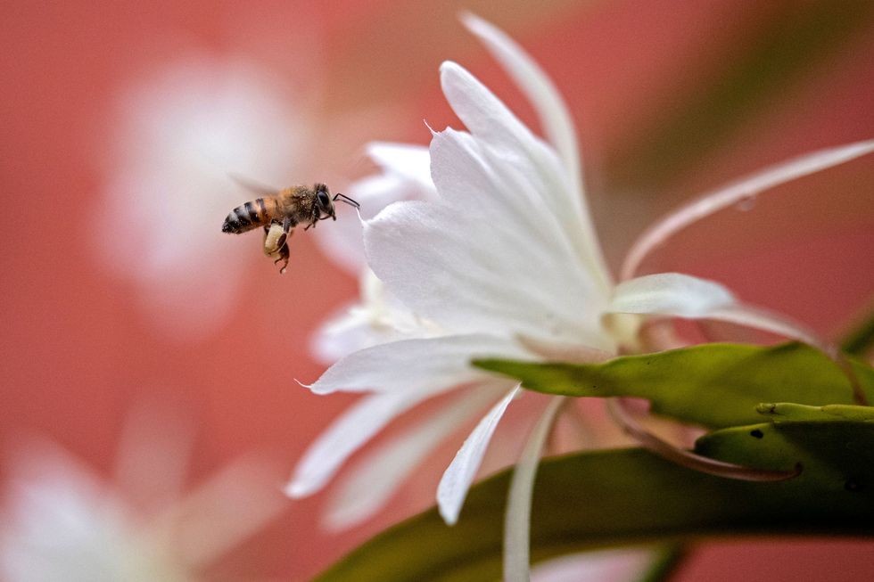 el salvador nature bees sucking the nectar from night blooming jasmine flowers