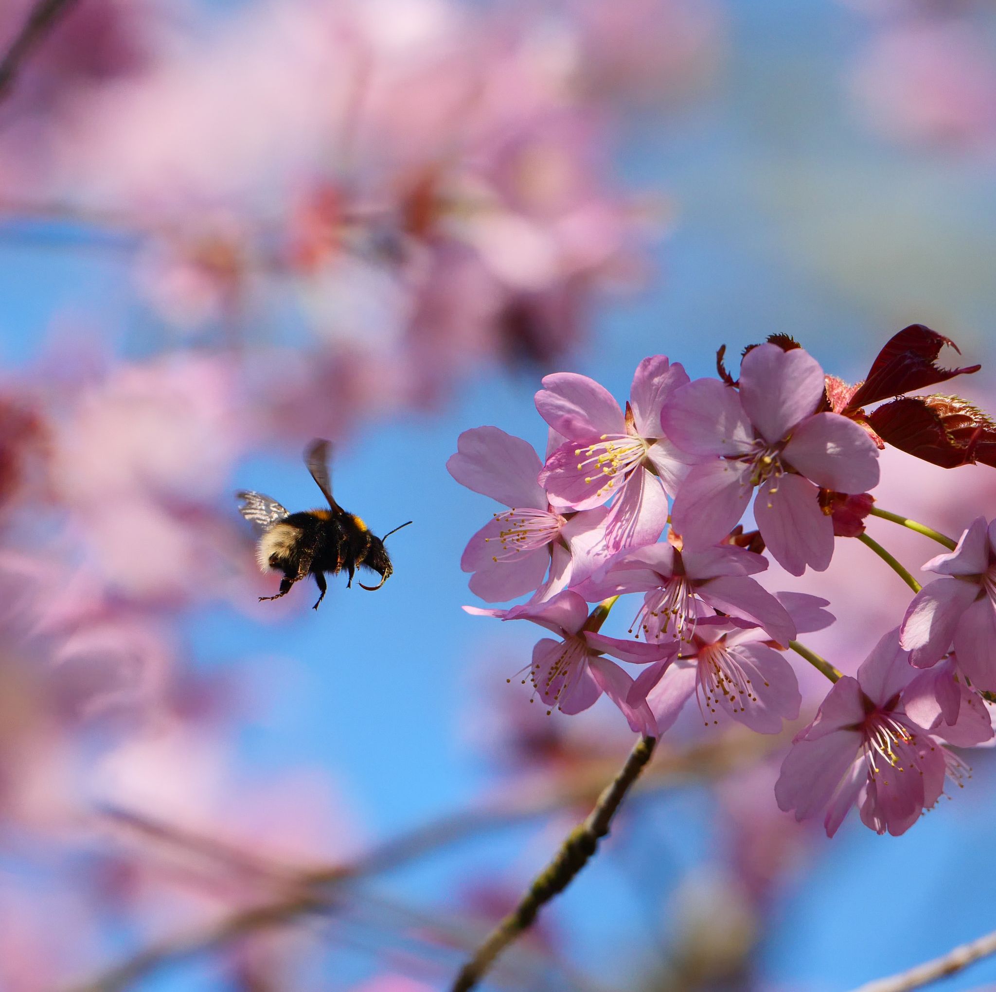 national trust launches blossomwatch to emulate japan’s hanami
