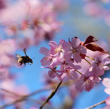 national trust launches blossomwatch to emulate japan’s hanami