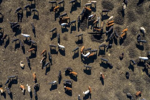 beef cattle from above