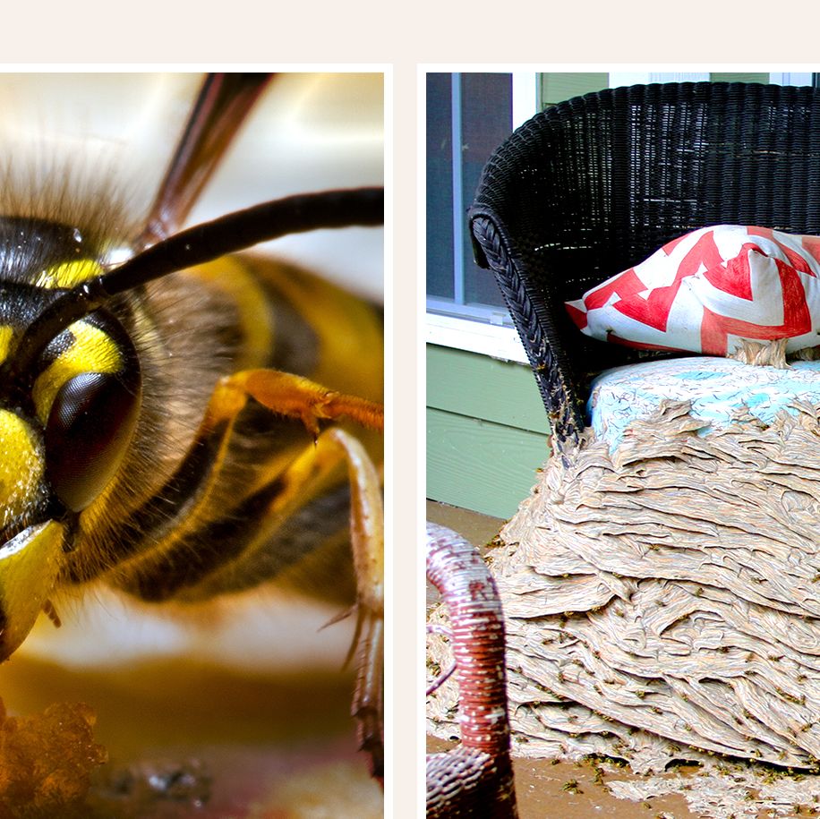 The Ultimate Guide To Yellow Jackets In New Jersey