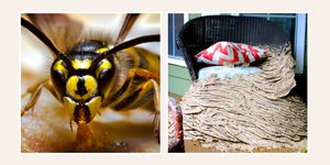 yellow jacket and large beehive on porch chair